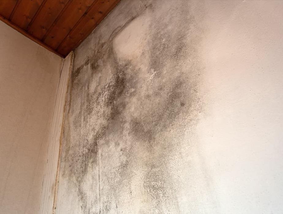 A corner section of wall and ceiling is covered in a mold spread.
