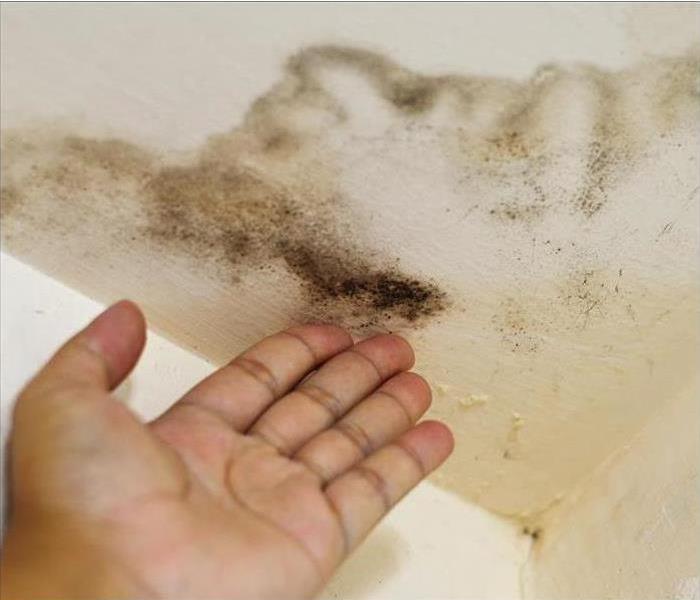 Over time, a leaking roof can cause secondary damage such as mold to your home or ceiling. 