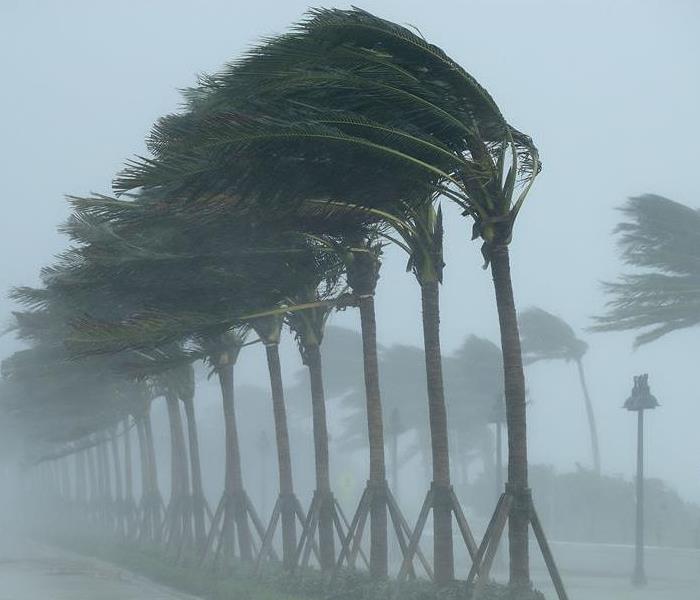 Hurricane winds and rain blowing against Palm Trees